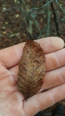 Castanea pumila