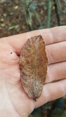 Castanea pumila