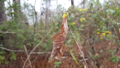 Castanea pumila