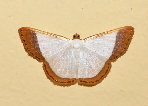 Leuciris amplimargo
