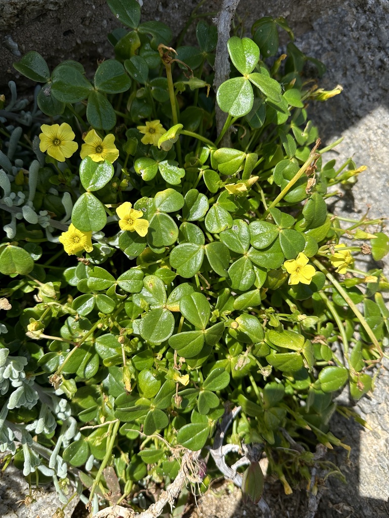 Oxalis