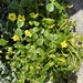 Oxalis mirbelii - Photo (c) Juan Miguel Cancino, some rights reserved (CC BY-NC), uploaded by Juan Miguel Cancino
