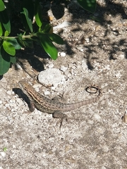 Leiocephalus carinatus