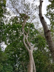 Albizia niopoides