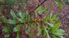 Morella cerifera