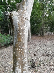 Albizia niopoides