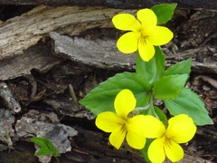 Viola xanthopetala