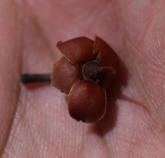 Ternstroemia