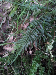 Blechnum zeelandicum