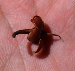 Ternstroemia