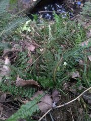 Blechnum zeelandicum
