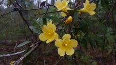 Gelsemium sempervirens