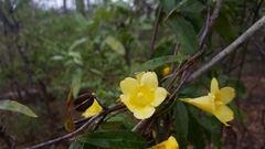 Gelsemium sempervirens