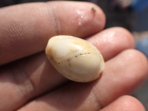 Cypraea lamarckii observed 2023-11-15