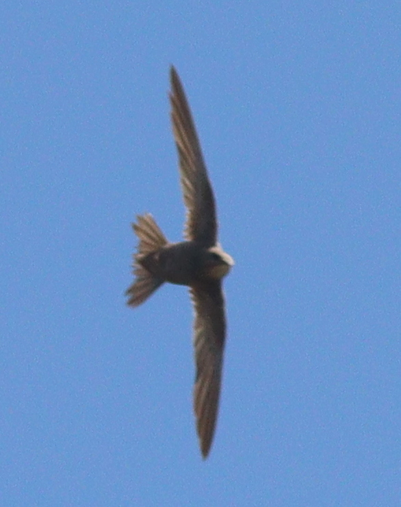 Mottled Swift (Tachymarptis aequatorialis), photo 2