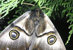 Polythysana cinerascens