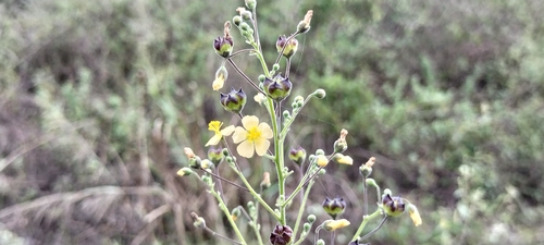 Image of Wissadula amplissima by (c) Tereso Hernández Morales, some rights reserved (CC BY)