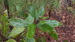 Persea palustris