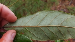 Persea palustris