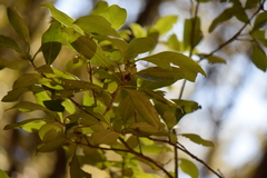 Ternstroemia