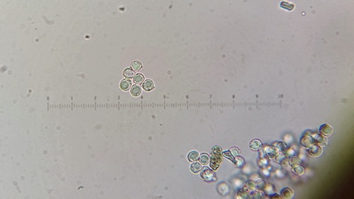 Zhuliangomyces illinitus image