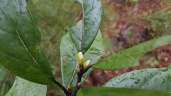 Persea palustris