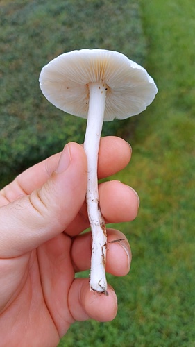 Zhuliangomyces illinitus image