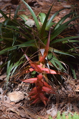 Tillandsia calothyrsus