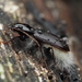 Entomophthora nebriae - Photo (c) Bogdan Mazur, μερικά δικαιώματα διατηρούνται (CC BY-NC), uploaded by Bogdan Mazur