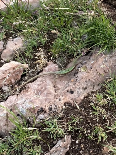 Alpine Lizard, Darevskia alpina