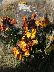 Erysimum × cheiri