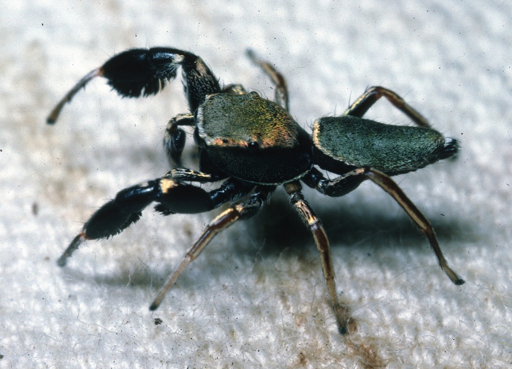 jumping spiders