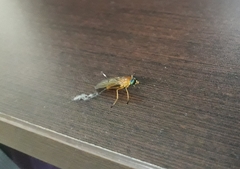 Ptecticus testaceus