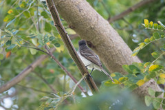 Myiarchus antillarum