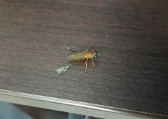 Ptecticus testaceus