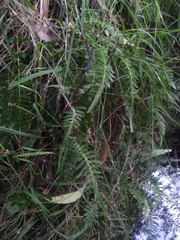 Blechnum zeelandicum