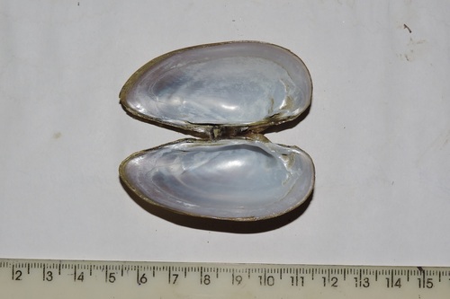 Swollen River-mussel