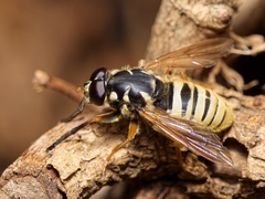 Temnostoma vespiforme