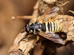 Temnostoma vespiforme