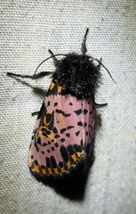 Xanthopastis timais