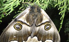 Polythysana cinerascens