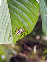 Thasopsis formidabilis