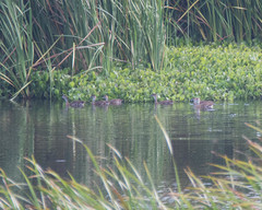 Dendrocygna arborea