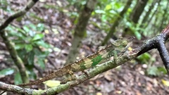 Taita Blade-Horned Chameleon photo 4