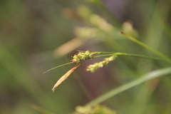 Carex triquetra