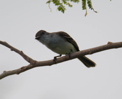 Myiarchus antillarum