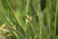 Carex triquetra