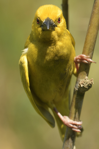 South African Yellow Weaver