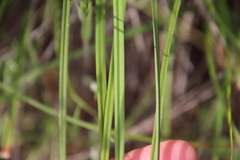 Carex triquetra