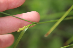 Carex triquetra